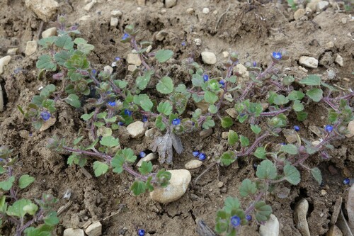 Image of Veronica triloba by (c) Clément Maouche, some rights reserved (CC BY)