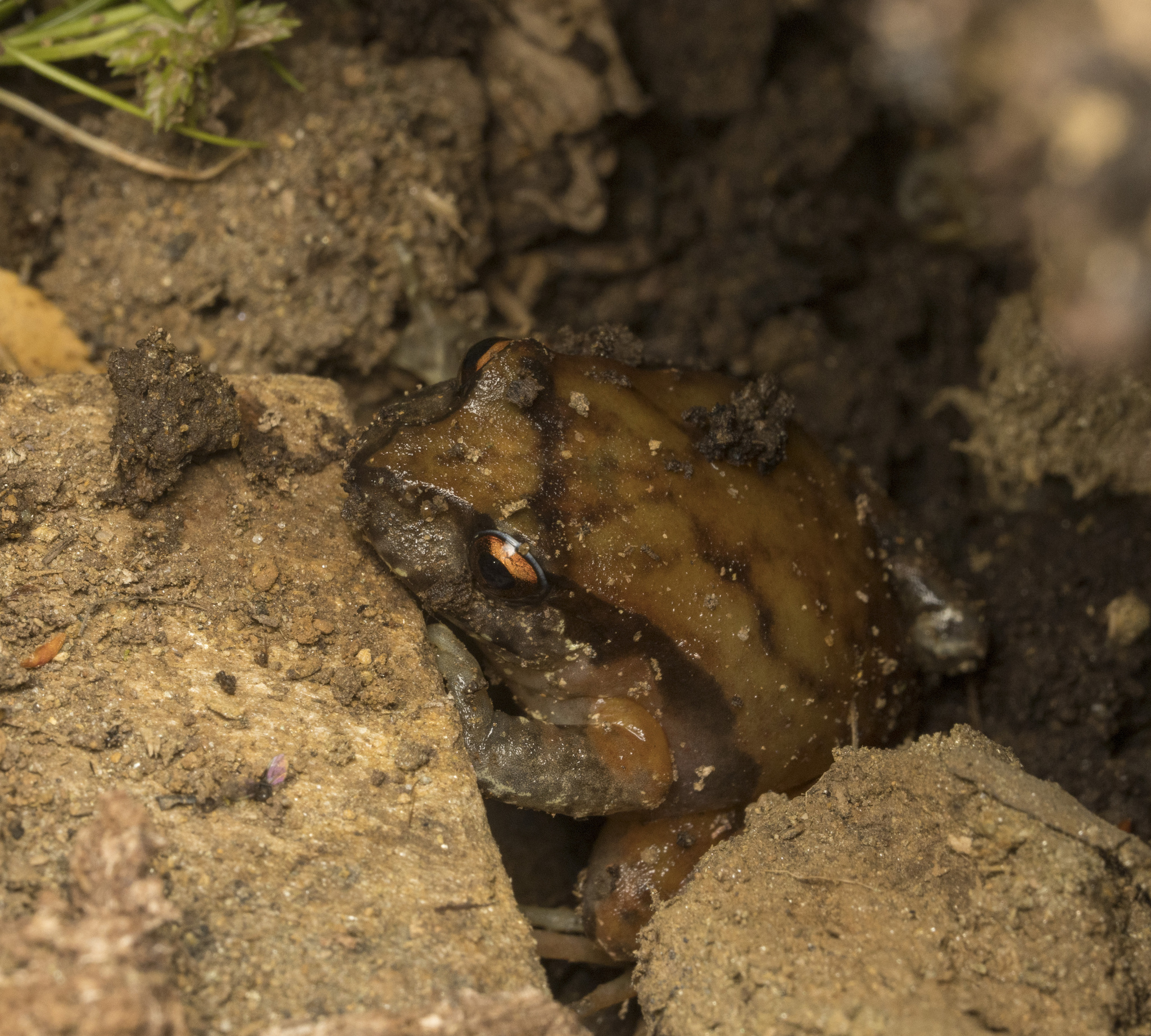 Eupsophus roseus (Duméril & Bibron, 1841)