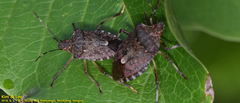 Pentatomidae