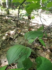 Cypripedium parviflorum