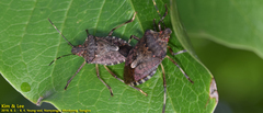 Pentatomidae
