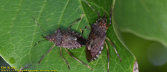 Pentatomidae