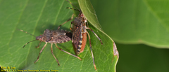 Pentatomidae