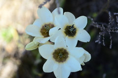 Ixia abbreviata