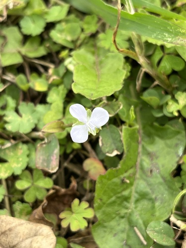 Murdannia loriformis iNat (2)