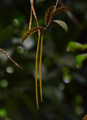 Aeschynanthus longicaulis