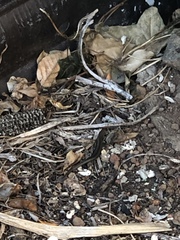 Lampropholis guichenoti