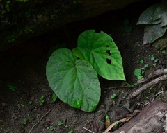 Begonia integrifolia