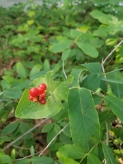 Lonicera dioica