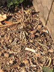 Lampropholis guichenoti