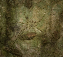 Tamopsis tweedensis