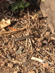 Lampropholis guichenoti