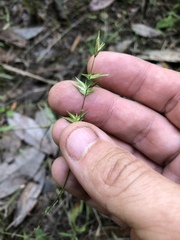Chasmanthium ornithorhynchum