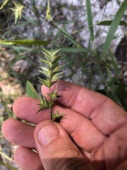 Chasmanthium ornithorhynchum