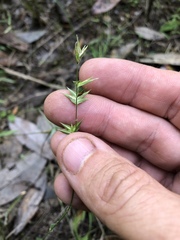 Chasmanthium ornithorhynchum