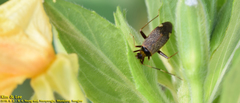 Adelphocoris triannulatus