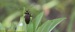 Adelphocoris triannulatus