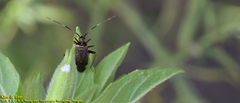 Adelphocoris triannulatus