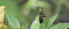 Adelphocoris triannulatus