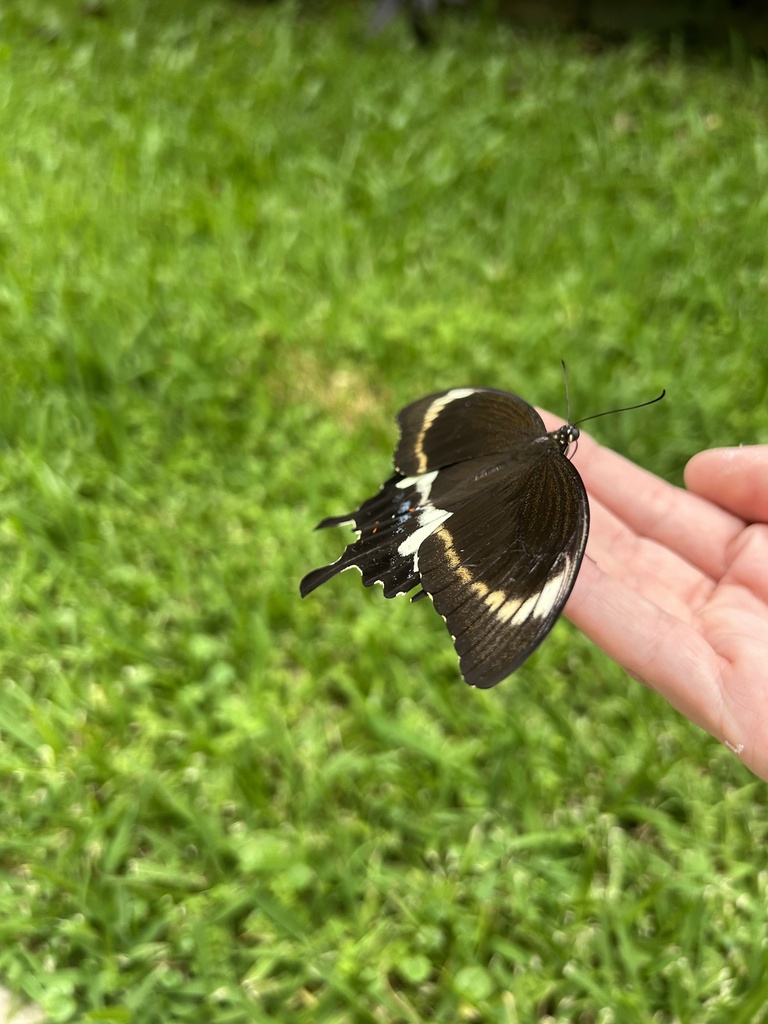 Capaneus Swallowtail from Lady Nelson Ct, Caboolture South, QLD, AU on ...