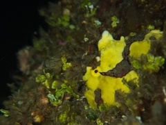 Antennarius maculatus