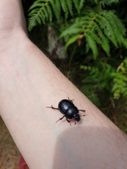 Anoplotrupes stercorosus