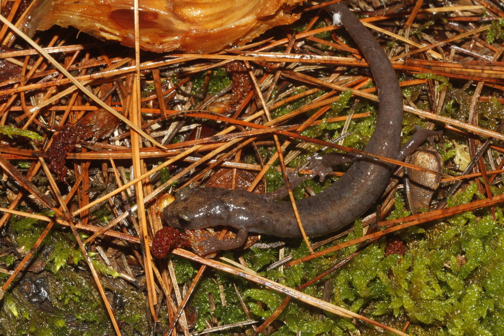 Primeval Flat-Footed Salamander