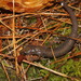 Salamandra Pie Plano Primitiva - Photo (c) Juan Cruzado Cortés, algunos derechos reservados (CC BY-SA), uploaded by Juan Cruzado Cortés