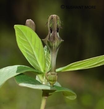 Ceropegia wallichii