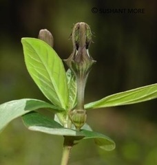 Ceropegia wallichii