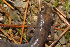 Chiropterotriton priscus