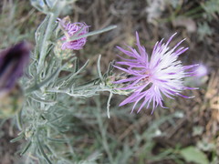 Centaurea savranica