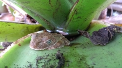 Itapotihyla langsdorffii