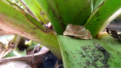 Itapotihyla langsdorffii
