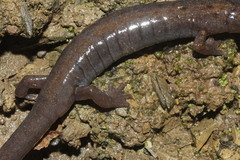 Chiropterotriton priscus