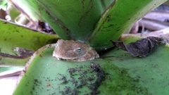 Itapotihyla langsdorffii