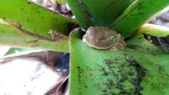 Itapotihyla langsdorffii