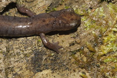 Chiropterotriton priscus