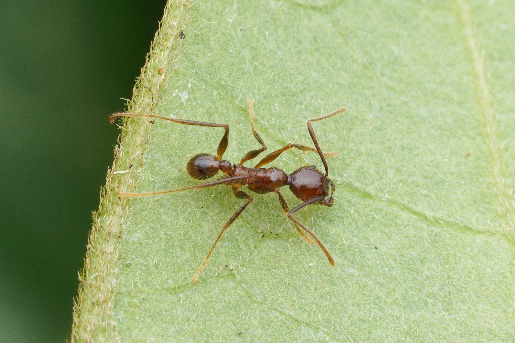 Pheidole sabahna
