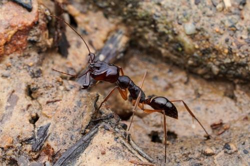 宽齿大齿猛蚁Odontomachus latidens