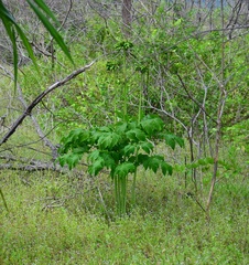 Tacca leontopetaloides