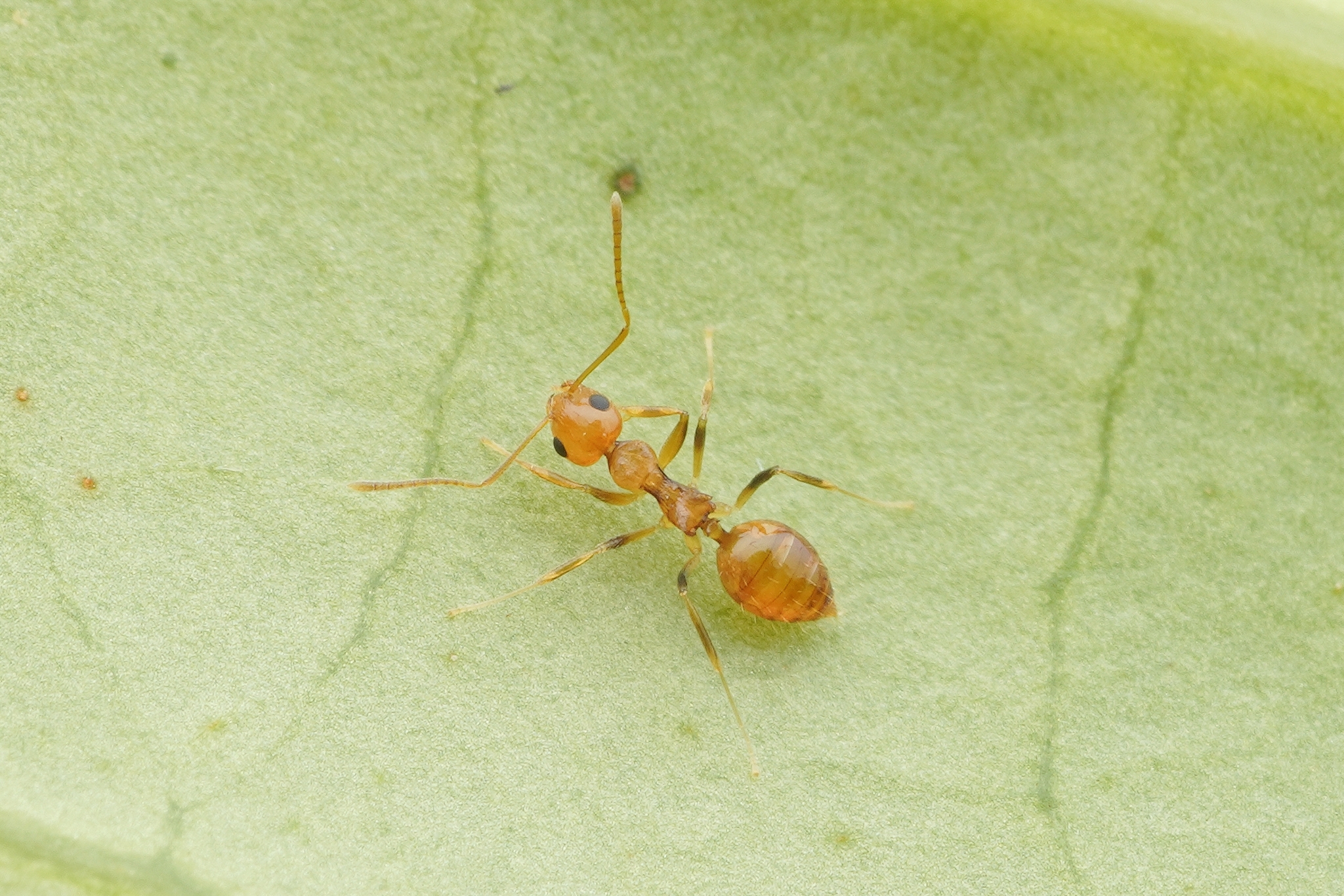 Lepisiota emmelii