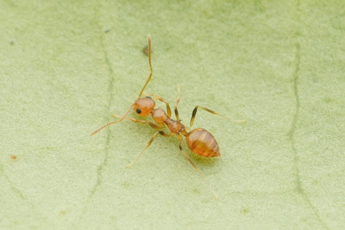 Lepisiota emmeliiLepisiota emmelii