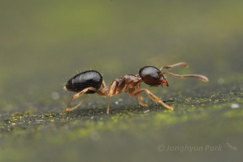 Technomyrmex strenuusTechnomyrmex strenuus