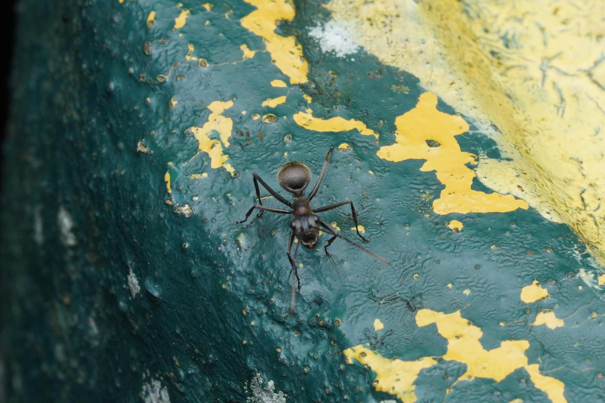 Polyrhachis flavoflagellata