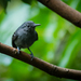 Leaden Antwren - Photo (c) Eden Fontes, some rights reserved (CC BY-NC), uploaded by Eden Fontes