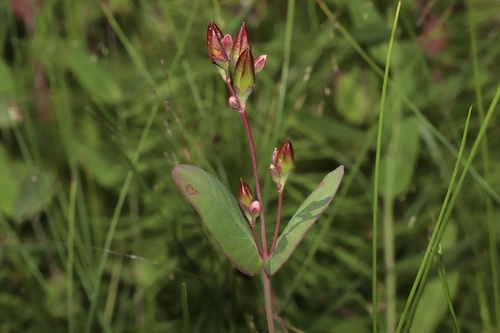 Fraser's marsh St. Johnswort (Hypericum fraseri)