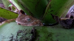 Itapotihyla langsdorffii