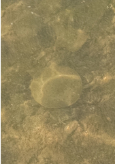Apalone spinifera spinifera
