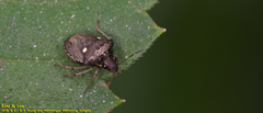 Eysarcoris guttigerus